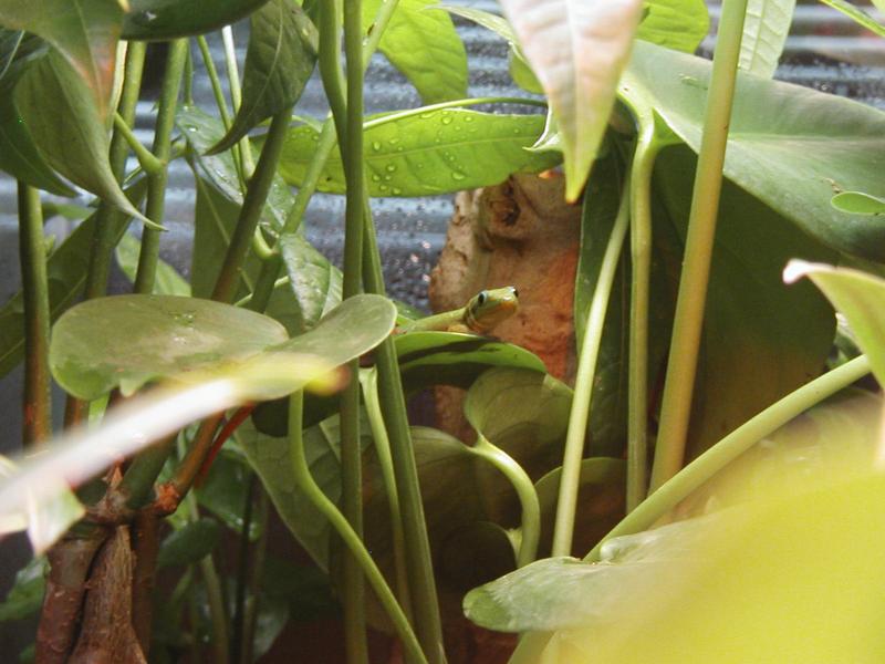 Gilbert on money tree leaf, peeking at the camera