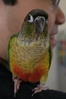 Shoulder parrot: an essential accessory for 2007