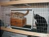 Zeus and Moy hanging out in the rabbit house