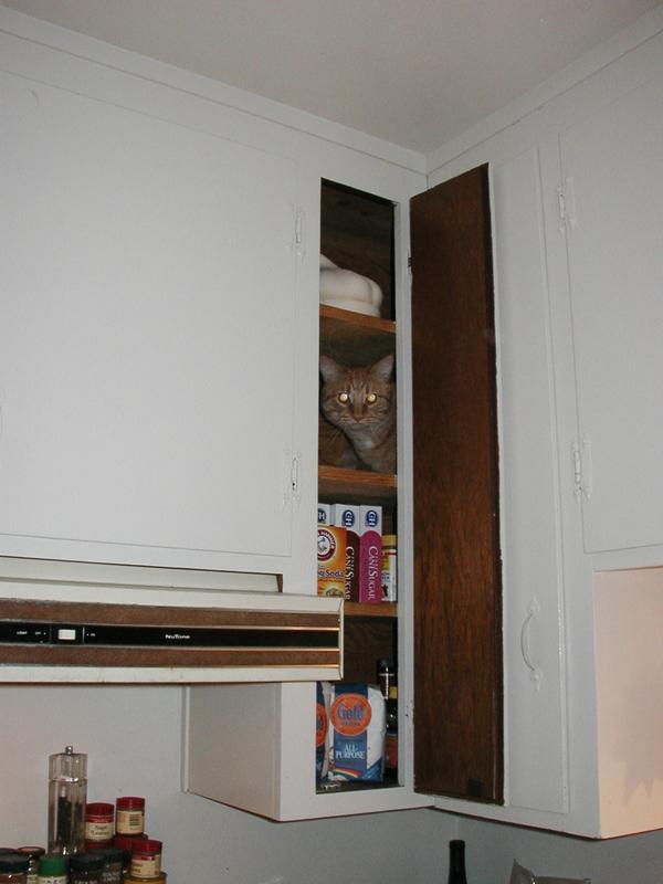 Zeus likes to open cupboards to prove he controls his physical environment