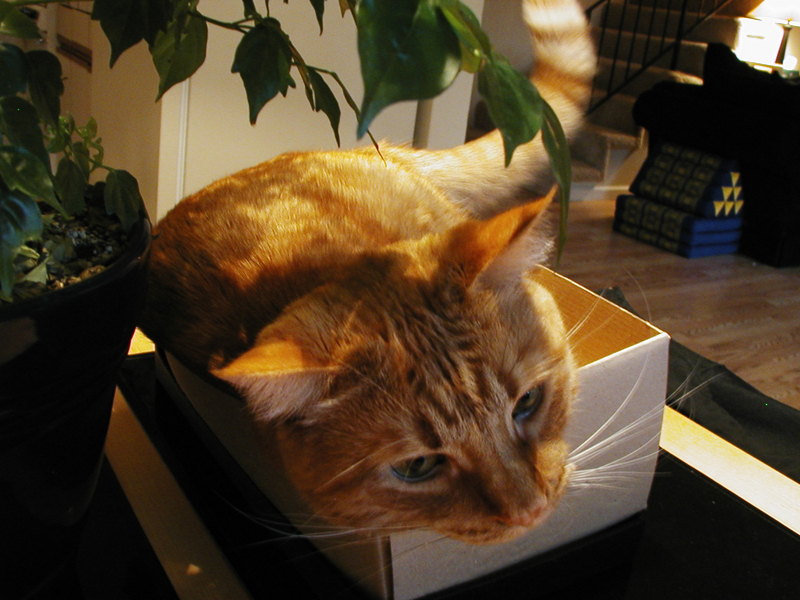I don't think he really fits in this box