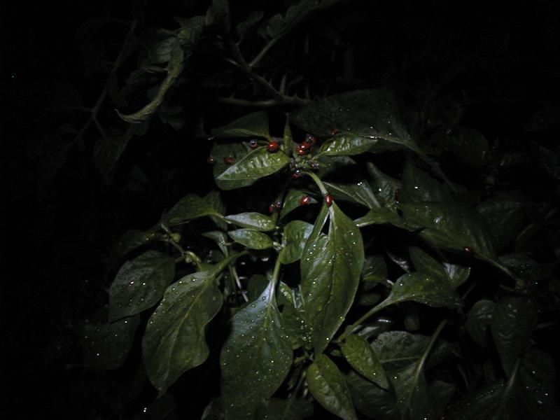 Same closeup of the swarm of ladybugs