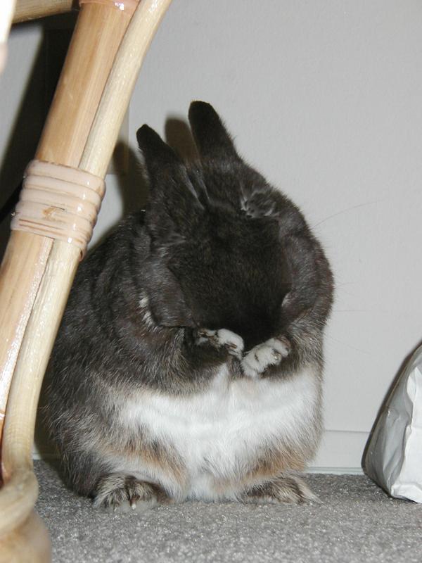 Pretty much the cutest thing in the entire world is a bunny cleaning its head.