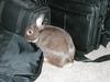 Sniffing a duffel bag