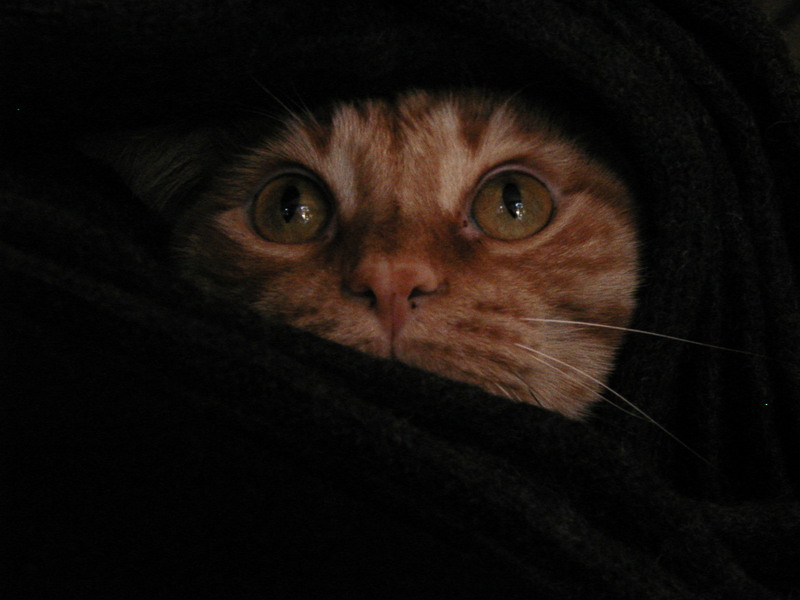 It is said that in some countries, cats are required to hide their faces